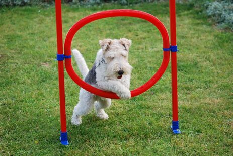 Dog jumping through hoops in garden