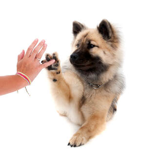 Teaching dog new tricks training
