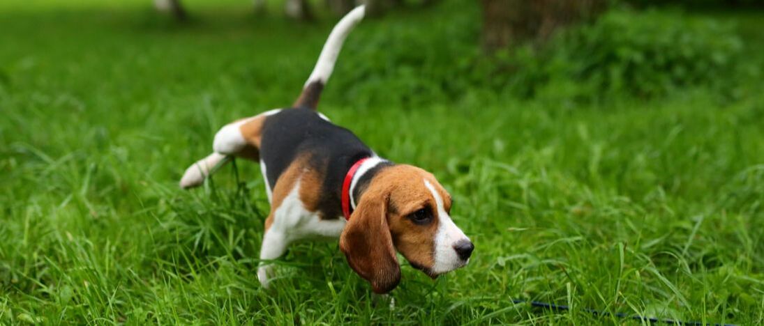 Ha-pee lawns for dog lawn burn, prevent urine patches
